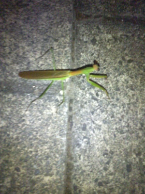 夜のカマキリ